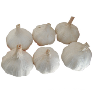 New Crop Chinese Fresh White Garlic